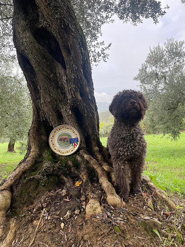 Tubero d'Oro Gemma Brillante alias Huicca sijoittui viime vuonna Italiassa kolmanneksi tryffelikokeessa. Kuva: Marisa Köngäs