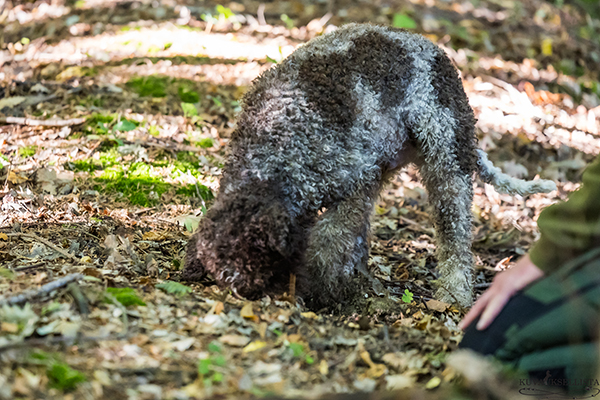 Suomesta löytyy tryffelinsukuisia sieniä, joita kutsutaan pohjantryffeliksi. Suomen maaperästä puuttuu kalkki, minkä vuoksi arvotryffeli ei täällä kasva. Kuva: Mikko Marttinen