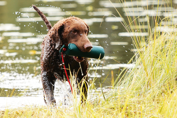 Kiharaa kuvaillaan vahvaksi uimariksi. Se kykenee toimimaan vaativissakin olosuhteissa, ja rotua pidetään hyvänä metsästysnoutajana. 