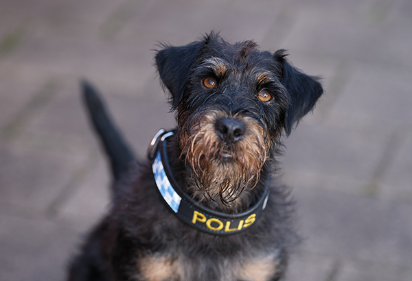 Ruotsin Vuoden Poliisikoiran, saksanmetsästysterrieri Ivanin ohjaaja Fredrik Lindqvist kehuu terrierin periksiantamattomuutta ja etsintähalua. ”Ivan etsii koska etsintä on sen mielestä hauskaa, ja jo itsessään palkitsevaa”. 