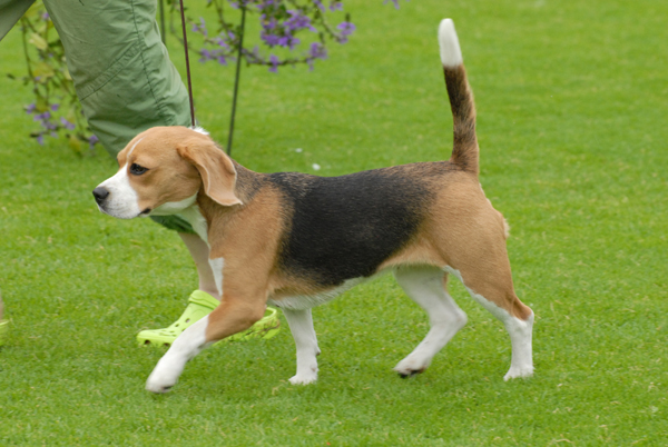 Neljä beaglea avustaa harvardilaista tutkimusryhmää geeniterapiamenetelmän kehittämisessä. 