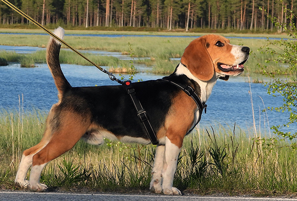 Beagle kannattaa pitää aina kytkettynä, sillä hyvät hajut saavat sen kuuroksi kutsuille. Rotu sopii kerrostaloon, se ei ole haukkuherkkä, ja riittävästi liikuntaa ja nenätyöskentelyä saaneena se on hyvä sisäkoira. 