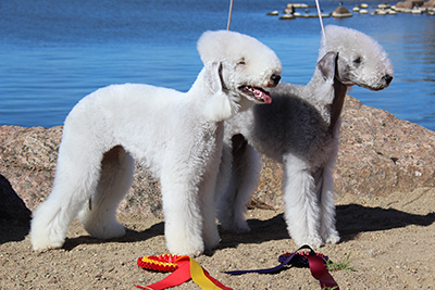 Monien terrierirotujen tapaan myös bedlingtoninterrieri on kotoisin Iso-Britanniasta. Kuva Riitta-Maija Liikanen