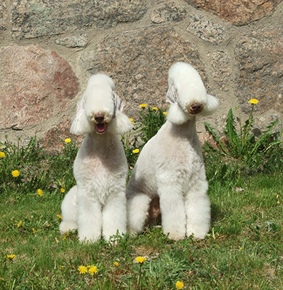 Kotioloissa bedlingtonia kuvaillaan rauhalliseksi, mutta vastapainoksi sen tulee saada liikuntaa ja aktivointia. Kuva Riitta-Maija Liikanen