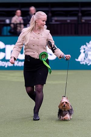 Silkkiterrieri Curiosity Nobody But Me oli rotunsa paras. Sama Pia Saareksen kennel on useana vuonna putsannut pöydän Cruftsissa silkkikasvateillaan. Kuva Royal Kennel Club/BeatMedia