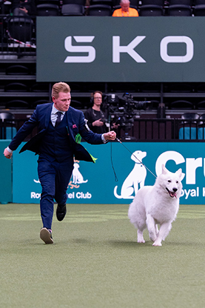 Valkoinenpaimenkoira ei ole The Kennel Clubin rekisteröimä rotu eikä se kilpaile Cruftsissa sertistä. Tällaiset rodut kisaavat omassa Imported Breeds Register -sarjassaan kussakin roturyhmässä. Pastoral-ryhmässä harvinaisten rotujen paras oli suomalaisen Tino Jalosen Yori’s Legacy Code To Live By. Kuva Royal Kennel Club/BeatMedia