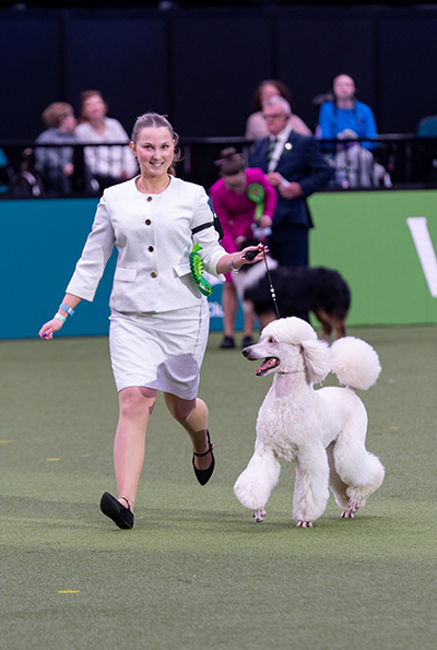 Maisa Turunen edusti Suomea junior handler-kisassa esittäen isovillakoiraa. Kuva Royal Kennel Club/BeatMedia