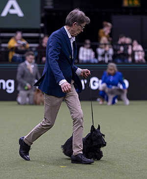 Reijo Portalan skotlanninterrieri Quaint Sherry Perry oli rotunsa paras, uusien vuoden 2022 voittonsa. Kuva Royal Kennel Club/BeatMedia