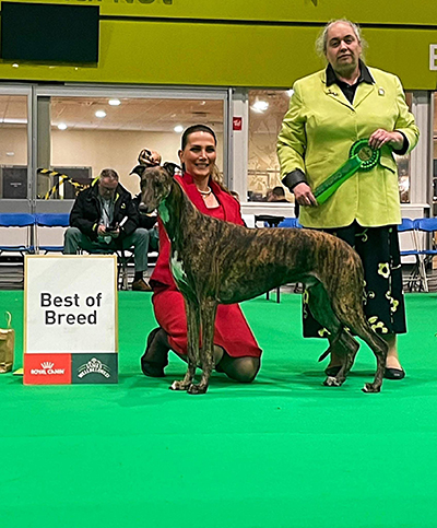 Englanninvinttikoira Ina’s Fashion Fantastic oli rotunsa paras. Kuva Olaf Knauber