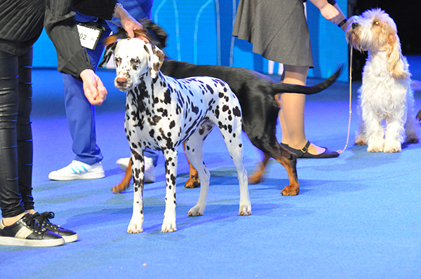 Maailmannäyttelyssä esitetään yli 160 dalmatiankoiraa, myös erikoisnäyttelyssä torstaina niitä nähdään yli 90. 
