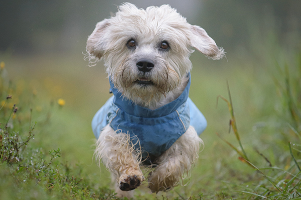 Dandien pukeminen ei ole välttämätöntä, mutta kovimmilla pakkasilla, kurakeleillä ja pahimmissa ryteiköissä vaatetuksesta voi olla hyötyä. 