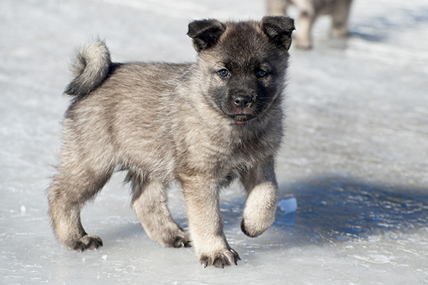 Suomen koirakanta on kasvanut viime vuosien aikana ollen nyt jo yli 800 000. Harmaita norjanhirvikoiria rekisteröidään meillä vuosittain noin 800 yksilöä, joten niitäkin on tuhansia. 