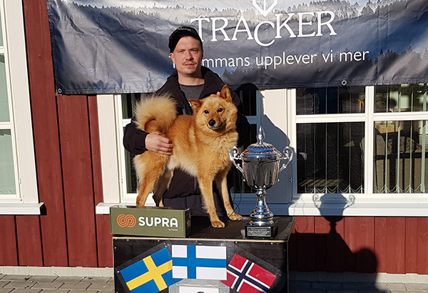 Hannu Petäjäjärven suomenpystykorva Illansuun Kustaa voitti Norjassa hirvenhaukun Pohjoismaiden mestaruuden.