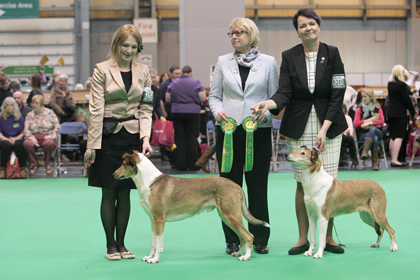 Satu Nurmikarin (vas.) Clingstone's Lap Dog ja Tuula Tikkasen Timonan Veronica Velvet saivat sukupuoltensa varasertit. Sileäkarvaiset colliet Crufts'issa arvosteli rouva B. White.