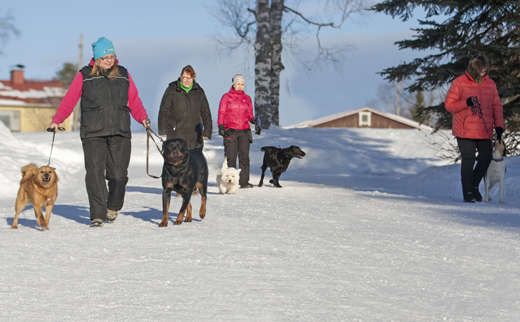 Suomenpystykorva Pörri, rottweiler Armi, valkoinen länsiylämaanterrieri Berry, sileäkarvainen noutaja Elsa ja sileäkarvainen collie Hymmi opettelevat susikoiriksi. Irene Turunen (oikealla) uskoo, että susihavaintojen varmistaminen koiran avulla estää turhien huhujen syntymistä ja helpottaa ihmisten ja suurpetojen rinnakkaiseloa.