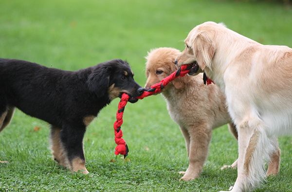 Hovawartin komeuden alla piilee aktiivinen vahti- ja palveluskoira, joka vaatii omistajaltaan lempeää ja reilua jämptiyttä. Se on omimmillaan saadessaan vahtia omaa pihapiiriään. 
