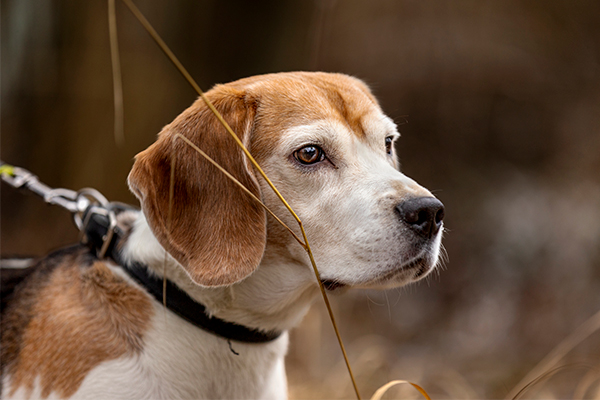 Sitkeä ja viisas Huli on yksi Kennelliiton tänä vuonna palkitsemista sankarikoirista. 