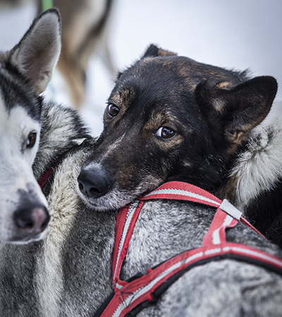 Phoebe (vas.) ja Solo tauolla. Tauolla koirat käyttäytyvät rauhallisesti. Vasta kun retki on alkamassa, ne alkavat hypähdellä ja haukkua. Kuva Karoliina Paatos