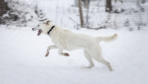 Yhdeksänkuinen pentukoira harjoittelee aitauksessa. Koirat pääsevät mukaan retkille oppaiden ohjastamina 18 kuukauden ikäisestä. Asiakkaita ne pääsevät kyydittämään parivuotiaina. Kuva Karoliina Paatos