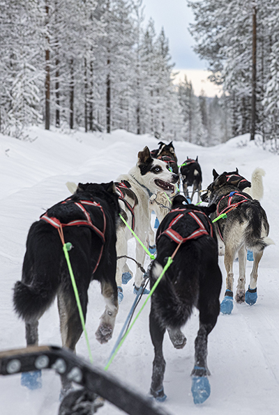 Nyt mennään! Koirien tassut joutuvat juostessa koville. Siniset töppöset suojaavat anturoita lumelta ja jäältä. Kuva Karoliina Paatos