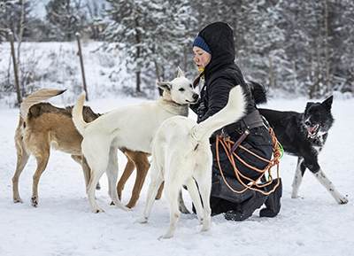 Pia Kokko vastaa pentujen kouluttamisesta. Pentujen koulutus alkaa noin 8 kuukauden iässä ja jatkuu 18-kuiseksi. Koulutuksen määrää kasvatetaan pikkuhiljaa. Kuva Karoliina Paatos