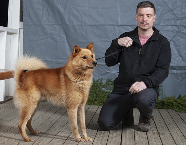 Suomenpystykorvat ovat kasvattaneet suosiotaan hirvikoirina, Illansuun Kustaa on näyttänyt kykynsä myös pohjoismaisissa mittelöissä.