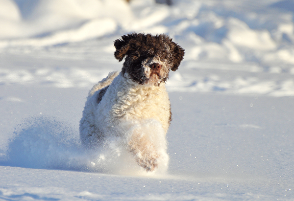 Koira nauttii saadessaan kirmata vapaana jäällä tai pellolla. Pehmeässä, ei liian syvässä hangessa se onkin mukavaa. 