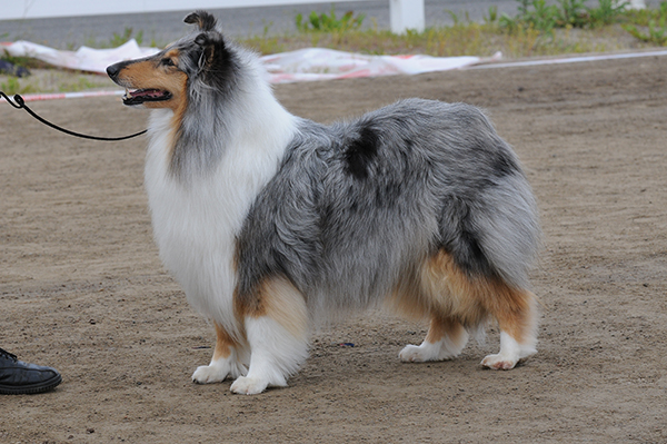 Työryhmän tehtävänä on arvioida esitettyjä valvontakriteerejä ja laatia niiden pohjalta ehdotus koirien jalostusta koskeviksi säännöksiksi. Säännösten tulee olla sovellettavissa sekä puhdasrotuisiin että sekarotuisiin koiriin. 
