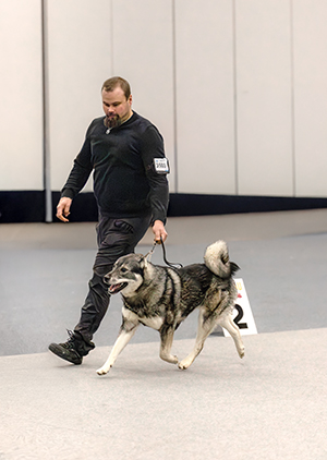 Juuri vuoden täyttänyt uros Lehtimetsän Sisu on omistajiensa Paula Ruonalan ja Saku Meriläisen silmäterä. ”Tosi mukava koira kaikin puolin, ei ihme, että muutkin tykkäävät rodusta.” Kuva: Isa Silvan