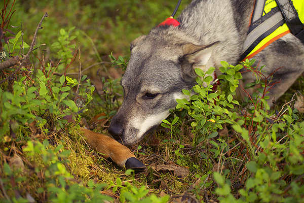 Koiranomistajat hakivat viime vuonna selvästi aiempia vuosia vähemmän suurpetokorvauksia. Kuvan metsästyskoira ei liity uutiseen.
