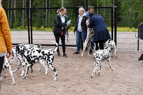 Dalmatiankoiraharrastajat ovat onnistuneet rotujärjestössään hyvin. Jäsenmäärä kasvaa ja tapahtumiin riittää tulijoita. Toukokuussa pidettiin muun muassa puistotreffit Espoossa.