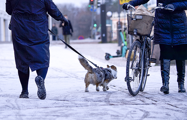 Helsingissä on tullut ilmi paljon koirien tassuongelmia viime vuosina, vaikka suolausta on käytetty samalla tavalla jo vuodesta 2015. Kadut on pidettävä turvallisina liikkua jalan tai pyörällä, mutta keinot ovat vähissä. Koiranomistajat toivovat suolaukselle löytyvän hyviä vaihtoehtoja. 