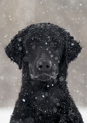 Kuva Aino Pikkusaari