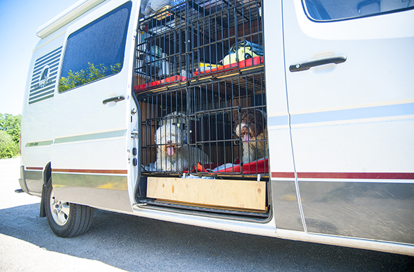 Eläinkuljetussäännöt eivät koske omien koirien kuljettamista.