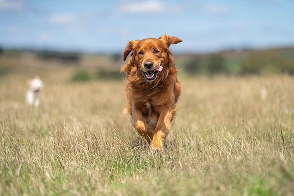 Monen maatalousyrittäjän on täytynyt monipuolistaa tilaansa taloudellisen turvallisuuden takaamiseksi. Yksi keino on vuokrata maata koiraharrastajille. 
