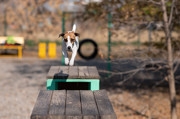 Suurien koira-aitauksien vetovoimaa voi lisätä erilaisilla virikkeillä, kuten puomeilla, renkailla ja esteillä. Kuva: Shutterstock