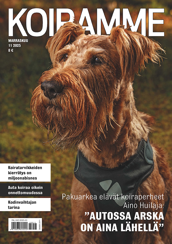 Koiramme marraskuussa 2025