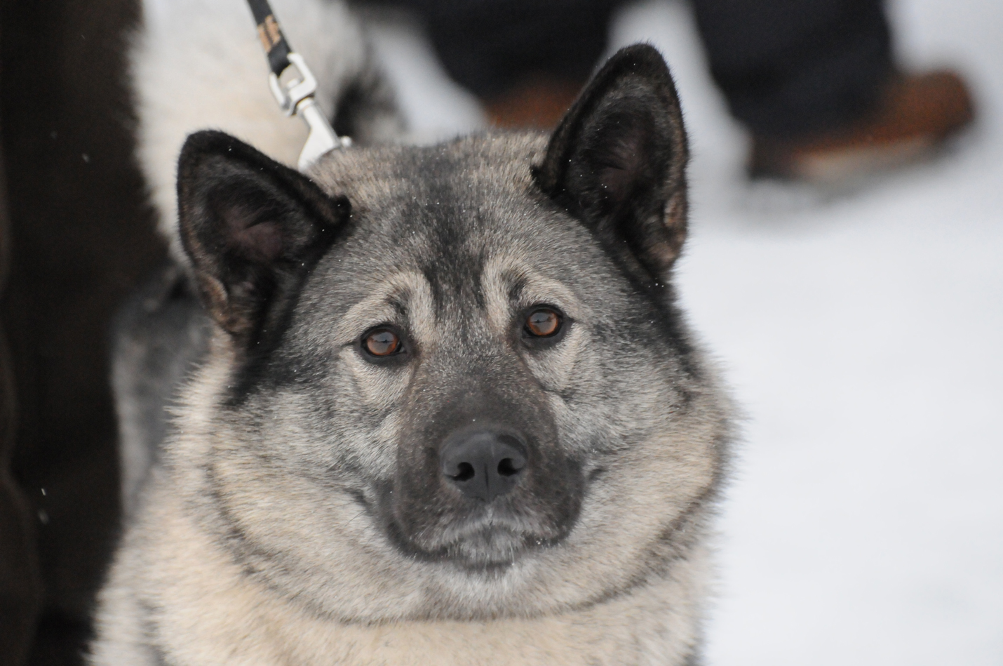 Harmaa norjanhirvikoira on yksi yleisimmistä suurriistaa jäljittävistä ja haukkuvista roduista. Lieksan ja Kuhmon harmaat eivät enää anna poliisille virka-apuaan karhu- tai hirvikolarin jälkeen.