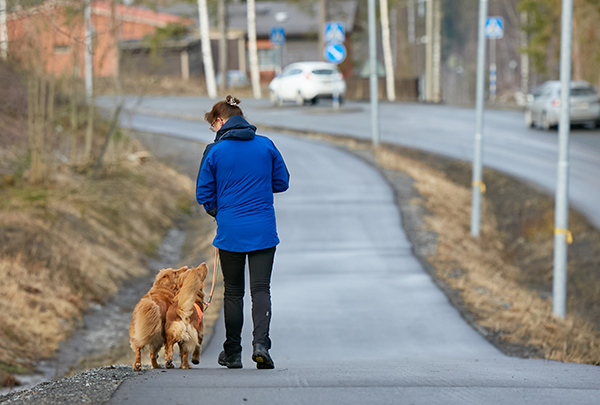 Novascotiannoutajat kulkevat nätisti kävelytien vasenta reunaa emäntänsä kanssa, mutta lähes joka kolmas taluttaja myöntää koiran kulkevan joskus siten, että talutushihna blokkaa koko tien.