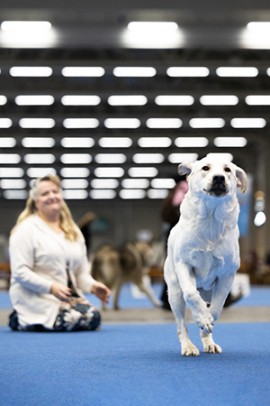 Mirja Aron kennel Aprilmist viettää tänä vuonna 40-vuotisjuhlia. Kuva: Viivi Keinonen