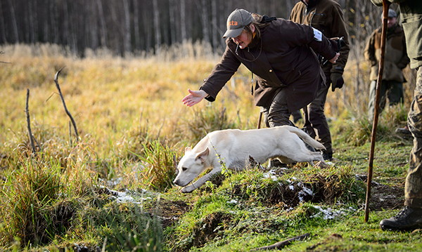 Noutajien PM-kisojen yksilöfinaalissa palkittiin vain kaksi parasta kahdeksasta osallistujasta. Kuvassa Maarit Nikkanen lähettää Haamun (Batmoors’ Black Isle Chandler) noutoon. Lopputuloksissa koirakko oli toinen.