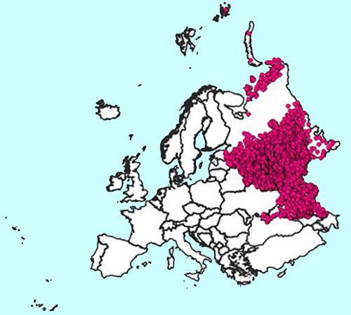 Rabiestapaukset Euroopan puoleisella Venäjällä villi- ja kotieläimillä vuosilta 2015–2019. Tietokannassa ei tuntemattomasta syystä ole tapauksia vuoden 2019 jälkeen. Lähde: Ruokavirasto Kuva ©Friedrich-Loeffler-Institut