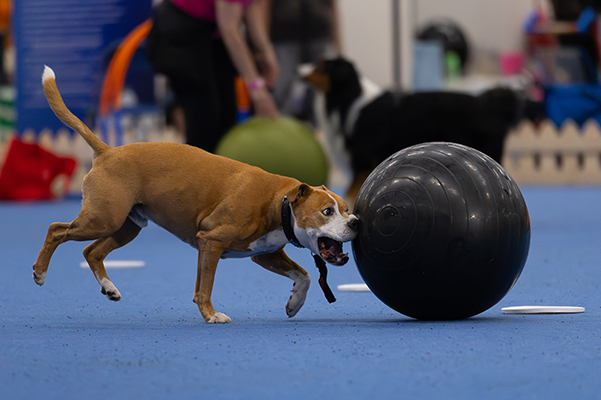 Koiramessujen pallopaimennusnäytöksissä yhtäjaksoisesti yhdeksän vuoden ajan esiintynyt Purtsi tekee jäähyväisnäytöksensä viikonloppuna. 