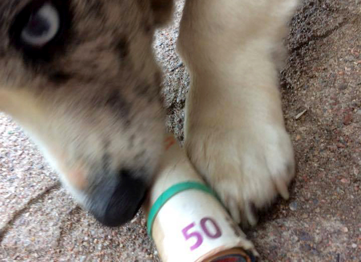 Koiran tarkka nenä löytää kätketyt setelit. Kuva on lavastettu.