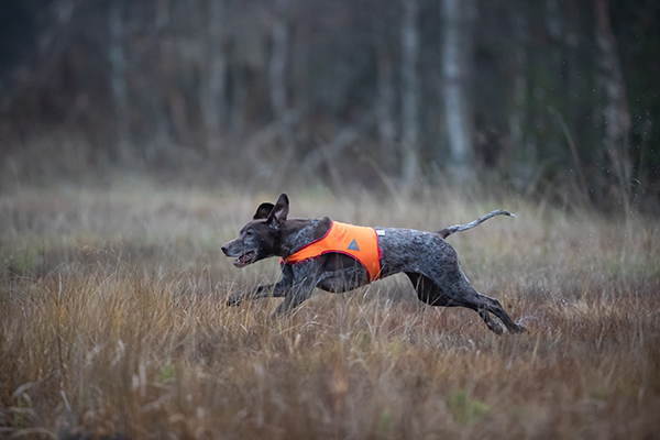 Ruotsissa saksanseisojat (kuvassa), jämtlanninpystykorvat ja dreeverit saavat muita rotuja enemmän villisikojen ja muiden villieläinten aiheuttamia kuolettavia vammoja.