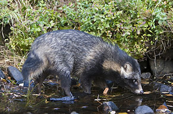 Yksi vesilintuja uhkaava vieraslajin edustaja on supikoira, joiden pyyntiavuksi voidaan kouluttaa monia erirotuisia koiria. Kuva: Hannu Huttu