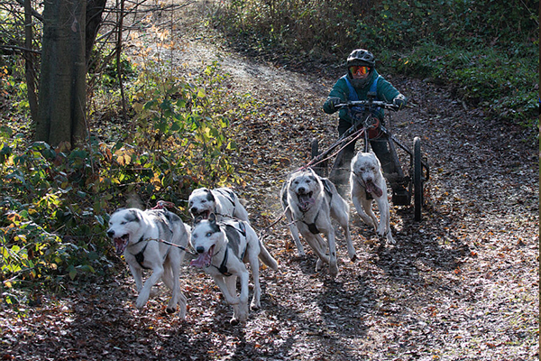 Italian sulan maan kilpailu ajettiin kärryillä. 5,5 kilometrin matka piti juosta läpi täysillä. Susannan ohjaama kuuden koiran valjakko oli kisojen nopein. Voittoisan valjakon koirat olivat Lumikiisan Rakas Sonic, Lumikiisan Rakas Leon, Villiviimas Duunari Sisu, Villiviimas Fantastinen Sulo, Lumikiisan Uniikki Nalle ja Lumikiisan Uniikki Essi.