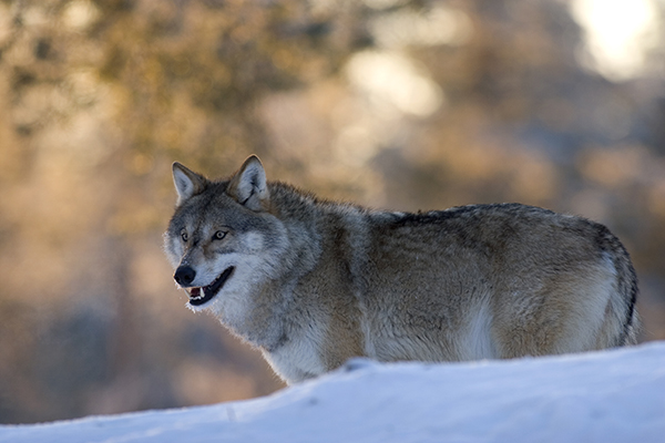 Susijahtiin osallistuneet miehet tuomittiin myös vuoden mittaiseen metsästyskieltoon.