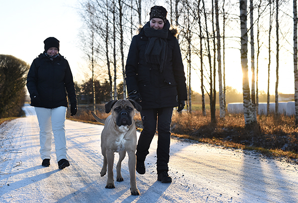 Hannariina ja Anna-Katriina Heikkilä olivat lenkillä Mutterin kanssa Kauhajoella. Nuori koira ei ole reagoinut liiemmin ääniin eikä Hannariina usko, että vuoden vaihtumisesta tulee ongelmaa.