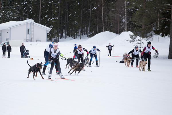 Naiset säntäävät koirineen C-luokan viestin ensimmäiselle taipaleelle sunnuntaina. 